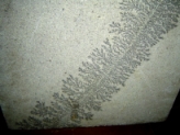 Dendritos de pirolusita em riodacito, RS<BR>Foto P. M. Branco