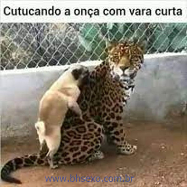 Cutucar a onça com vara curta até é possível