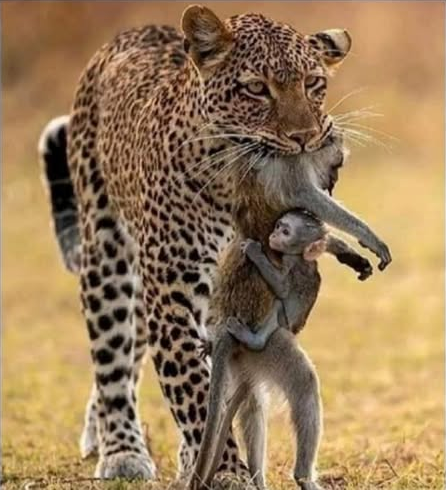 Se você fosse um deus onipotente e amoroso, um designer perfeito, você criaria um reino animal onde os mais fortes só sobrevivêssem devorando sem piedade os mais fracos?
E dizer que esse deus fez isso por culpa do homem é ainda mais absurdo.  
Pense nisso!  Seu deus onipotente e de amor não existe.   Se existisse, seria um deus mau, injusto, um sádico!