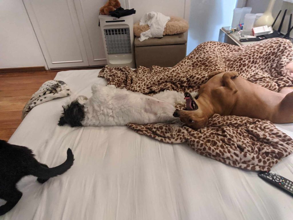 A tranquilidade de quem não se preocupa com o futuro. Não conhece boletos, nem sabe que um dia vai ser alimento de bactérias, tendo a sorte de não ser refeição de um grande predador.