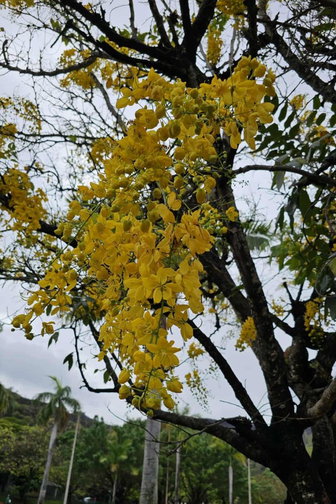 Hoje, 9 de novembro de 2025,
encontrei a
segunda árvore a florir
a partir do meio da primavera
