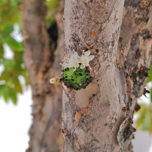 Sacanagem do criador mandar esses bichinhos para estragar as nossas frutas.   
Mas isso não é diante do que ele fez:   
Ele me condenou à morte simplesmente porque uma tal de Eva comeu uma fruta que ele a havia proibido de comer.