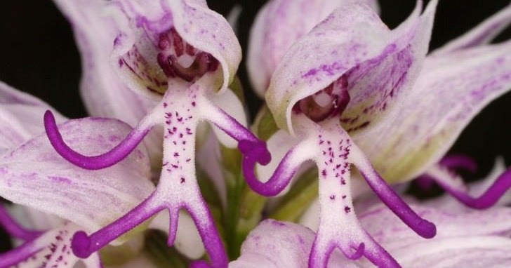Orquídea homem homo