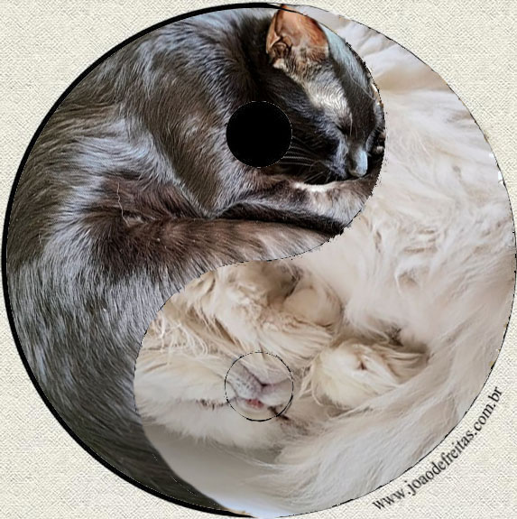 Uma é negríssima,
a outra é branquíssima.
As duas são lindas.
São muito carinhosas.