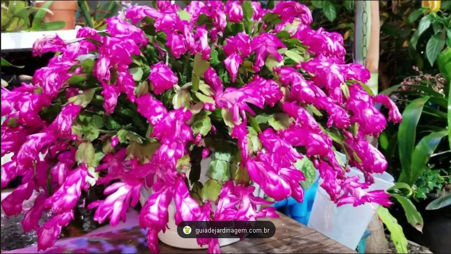 Flor de maio