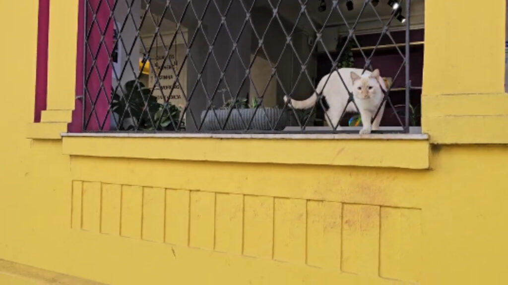 Gato foge ao perceber que está sendo filmado
