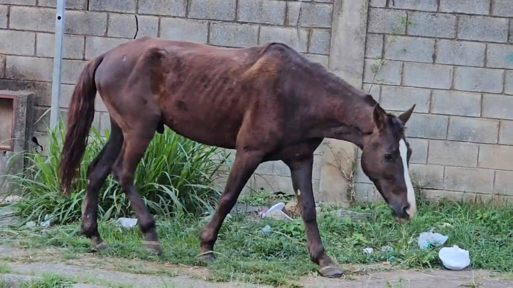 Esse cavalo anda pelas calçadas em redor da praça comendo os capins e gramas que nascem por ali, ajudando na limpeza da praça.